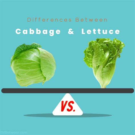 Cabbage vs Lettuce: A Nutritional and Culinary Comparison