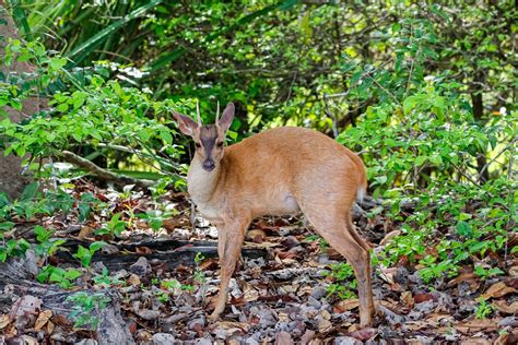 Brocket Deer Mazama By Murray Thomas Wild Deer Hunting Adventures