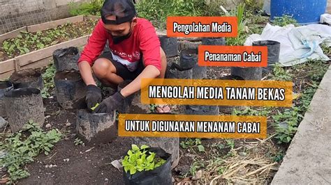 CARA MENGOLAH MEDIA TANAM BEKAS UNTUK DIGUNAKAN MENANAM CABAI YouTube