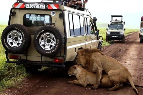 Tripadvisor Gita Di Un Giorno Intero Al Parco Nazionale Del Tarangire