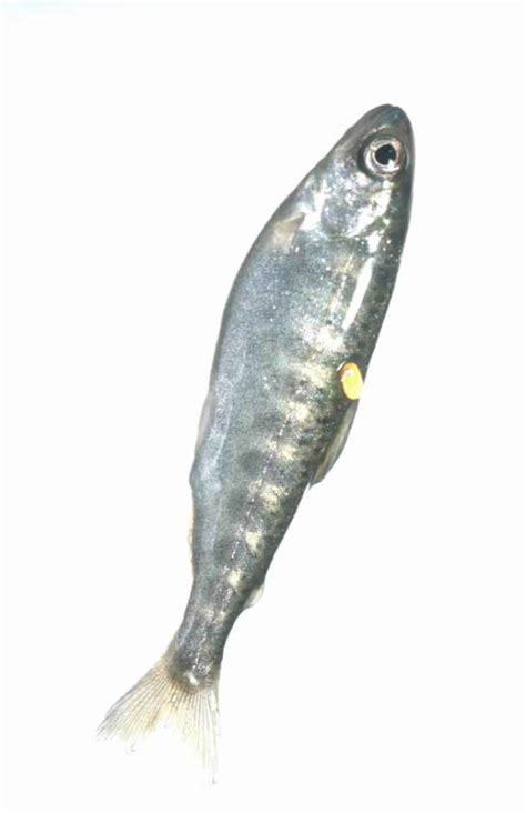 Free picture: fish, fry, development, close