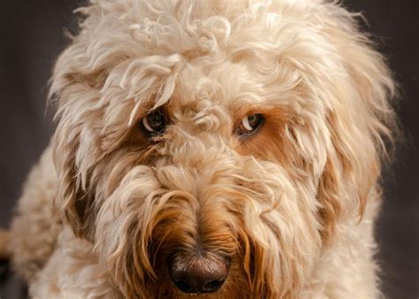 Why Is Your Dog Giving You The Dog Side Eye Kates K9 Pet Care