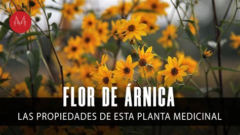 Para qué sirve la flor de ÁRNICA Conoce sus propiedades YouTube