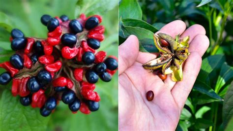 How To Harvest Peony Seeds And Sow Them In Your Garden