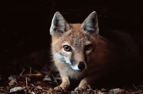 Ani004 00021 Joel Sartore