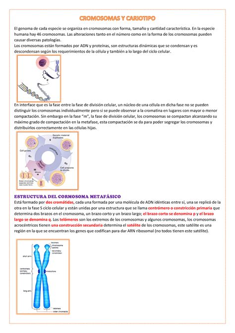 Cromosomas Y Cariotipo El Genoma De Cada Especie Se Organiza En