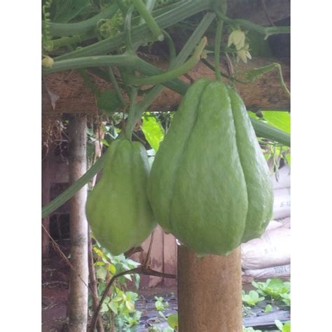 Jual Buah Segar Labu Siam Jipang Jepan Manisah Manisa Dechium Edule