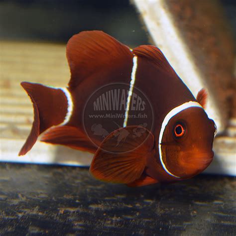 Amphiprion Ocellaris Naked Ocellaris Clownfish Shop MiniWaters FISH Online Aquarium