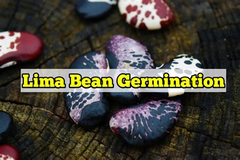 Lima Bean Germination Ways To Germinate The Seeds Quickly