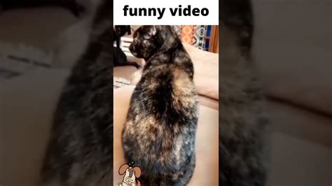 😜funny Animals Video2022😚 Youtube