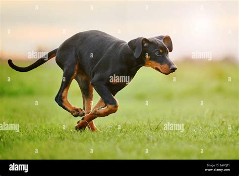 running Doberman puppy Stock Photo - Alamy