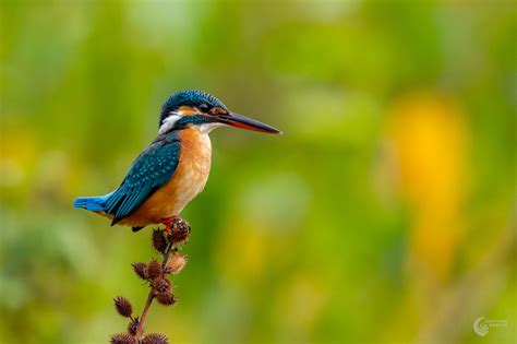 Common Kingfisher – Shifting Radius