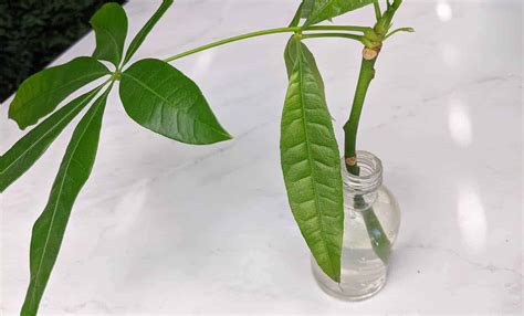 Money Tree Propagation Growing New Plants From Cuttings The Healthy