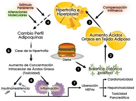 Immunis Ácidos Grasos E Inflamación