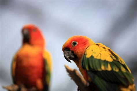 Free Images High Red Beak Fauna Lorikeet Macaw Eos Vertebrate Parrot 5d Hires Finch