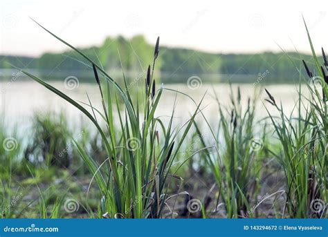Cattails Along The Great Salt Lake Royalty Free Stock Photo