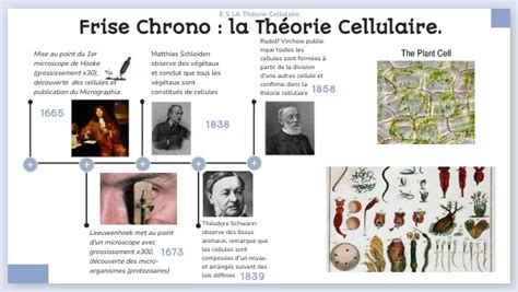 Frise Chronologique Th Orie Cellulaire Paolo Leneveu G