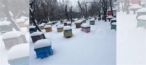 Среднерусские пчелы купить в Кадошкино | Животные и зоотовары | Авито