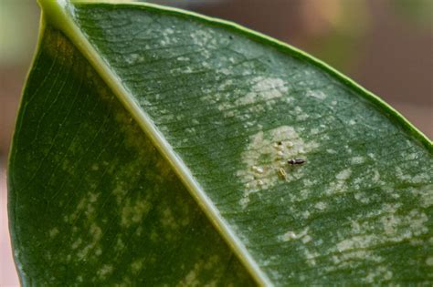 Insects On My Indoor Ficus What Are They Rwhatsthisbug