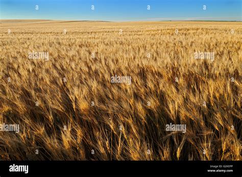 Wheat Field Webb Saskatchewan Canada Stock Photo Alamy