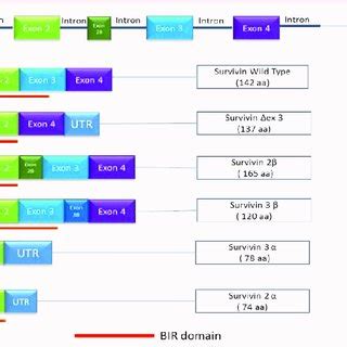 Survivin Splice Variants A Survivin Pre MRNA Has 5 Exons 1 2 2B 3