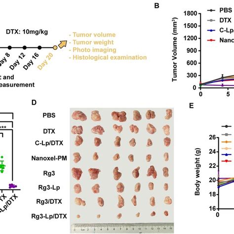 Rg3 Lp DTX Inhibited Tumor Growth In The 4T1 Orthotopic Mouse Model A