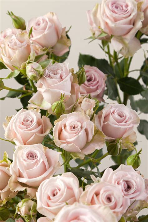 Rosaprima Launches 11 New Spray Roses