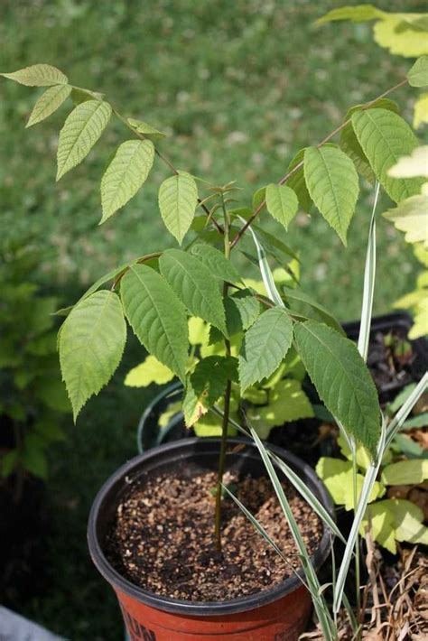 Pouvez Vous Faire Pousser Des Arbres Noix Dans Des Pots Conseils