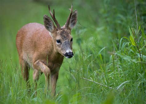 A Peek Into The Life A Wild Roe Deer