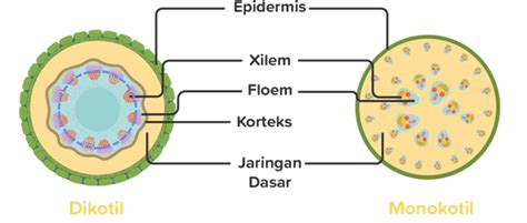Jaringan Xilem Dan Floem Pada Batang Dikotil Bab 13 Struktur Tumbuhan