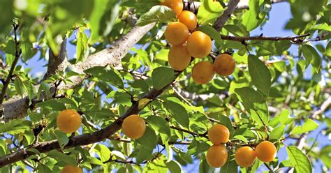 Самоплодная алыча: сорта для разных регионов | В саду (Огород.ru)