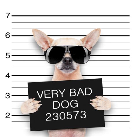 Sealing and Expunging Your Case | Florida Criminal Defense Lawyer | The