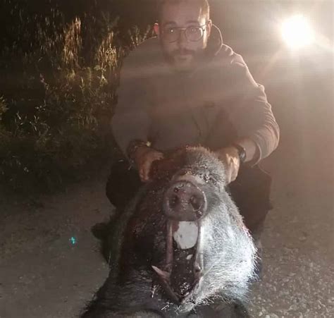 Un Cazador Abate Tres Grandes Jabal Es Siguiendo El Rastro De El Cojo