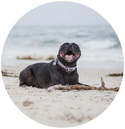 Get The Best Staffy Dog Food In Australia Scratch Pet Food