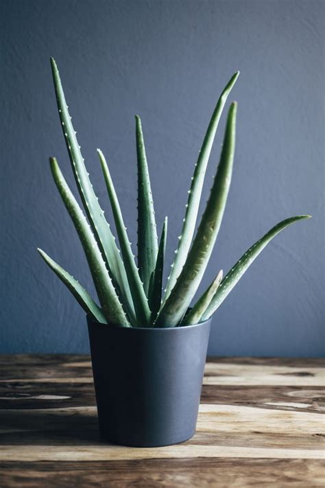 Алоэ Вера Фото Комнатный Цветок – Telegraph