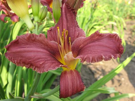 Лилейник Satinique бордовый (Сетиникью)| купить саженцы в Украине