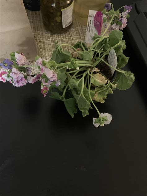 My plant is dying how do I fix this : r/IndoorPlants