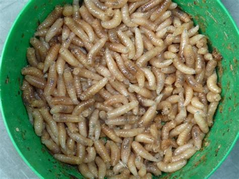 Die Köder des Grauens: Ekelbaits & Stinkbomben