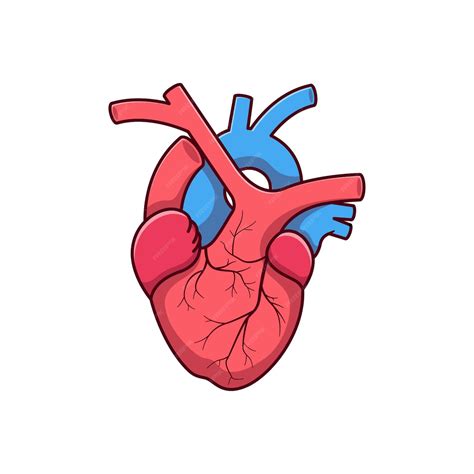 Premium Vector | Vector heart organ illustration