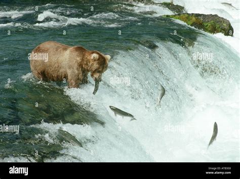 Brown or grizzly bear fishing Stock Photo - Alamy