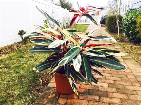 Тропическая красавица строманта: 40+ Шикарных Фото