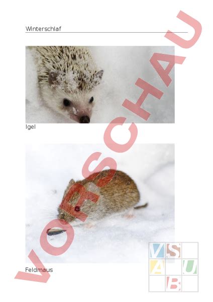 Arbeitsblatt Tiere Im Winter Biologie Tiere