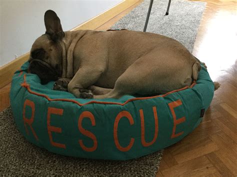 30 Best Images French Bulldog Rescue Nyc : Hungary - Our Mission — French Bulldog Saviours