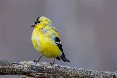 Yellow Bird Spiritual Meaning And Symbolism 11 Messages