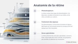 Anatomie Fonctionnelle De Loeil La Vision Pptx