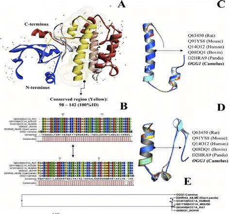 ogg protein structure comparison   species