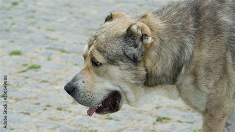 Nagazi Is A Georgian Shepherd Dog One Of The Oldest Authentic Dog