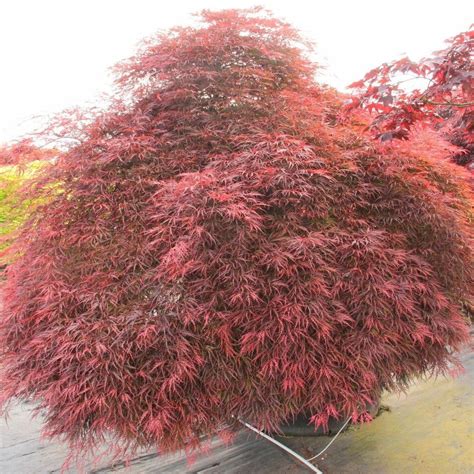 Inaba Shidare Japanese Maple Outstanding Deep Red Lace Leaf Palmatum Leaves Develop A Deep Tone