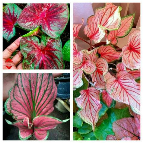 Jual 3 Paket Tanaman Hias Umbi Caladium Pink Monshine Super Red Ceria