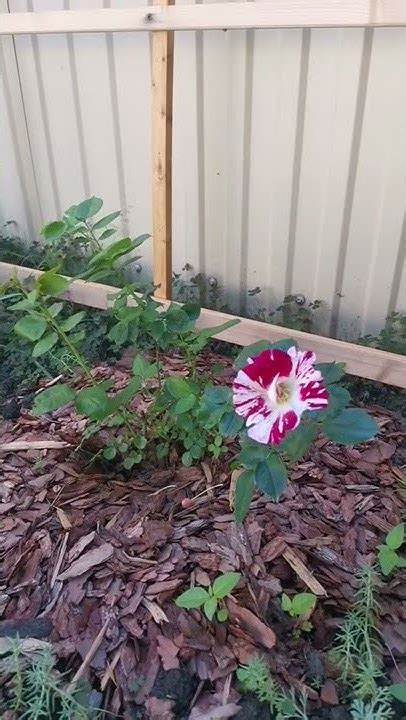 Роза Crazy for you (крейзи фор ю) плетистая - YouTube